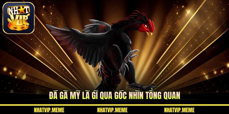 Đá gà Mỹ là gì qua góc nhìn tổng quan