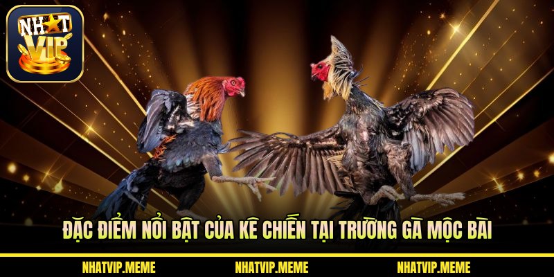 Đặc điểm nổi bật của kê chiến tại trường gà Mộc Bài