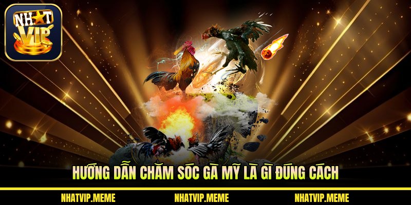 Hướng dẫn chăm sóc gà Mỹ là gì đúng cách