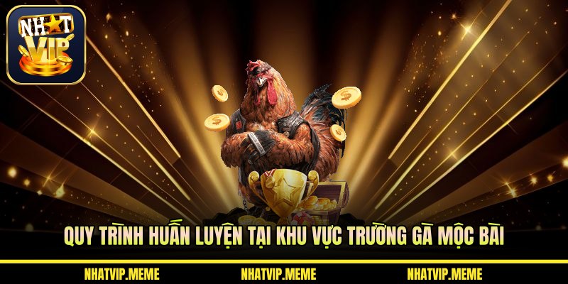 Quy trình huấn luyện tại khu vực trường gà Mộc Bài