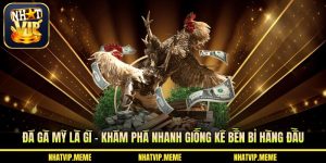 Đá gà Mỹ là gì