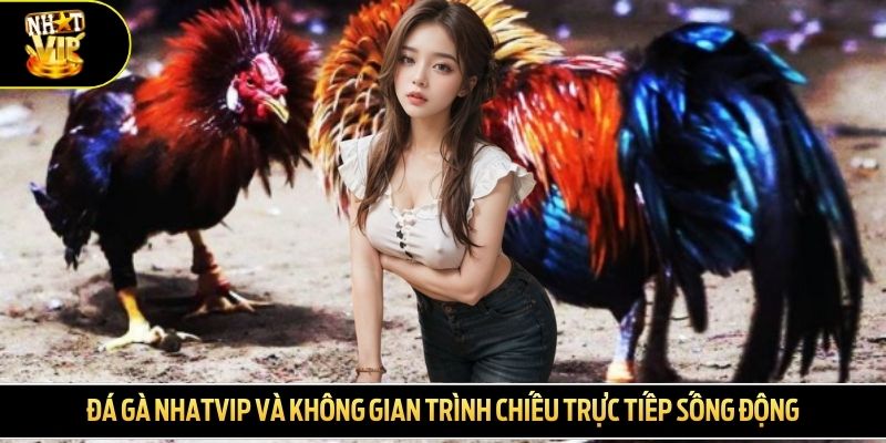 Đá gà NHATVIP và không gian trình chiếu trực tiếp sống động