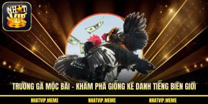 Trường gà Mộc Bài